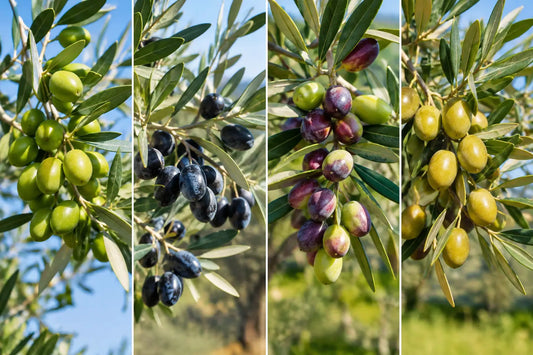 Different Types of Olive Trees for Florida